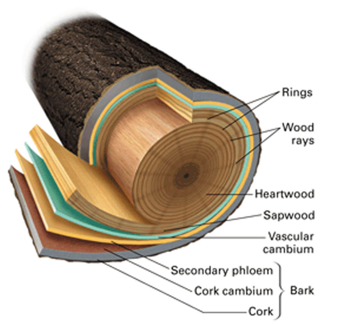 euphoria furnitures process